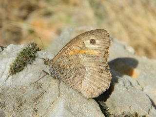 Seyit (Arethusana arethusa)