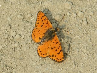 Benekli parhan (Melitaea didyma)