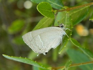 Mormee (Favonius quercus)