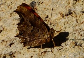 Anadolu Yrtkprt (Polygonia egea)