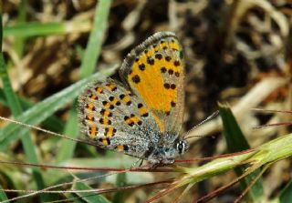 Akbes Gelincii (Tomares nesimachus)