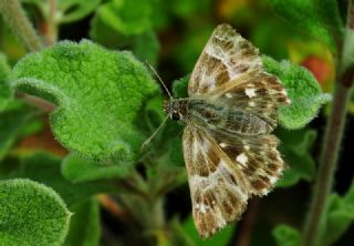 Hatmi Zpzp (Carcharodus alceae)