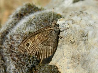 Seyit (Arethusana arethusa)