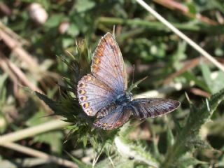 okgzl Mavi (Polyommatus icarus)