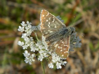 Ebegmeci Zpzp (Pyrgus malvae)