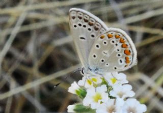 okgzl Meneke Mavisi (Polyommatus thersites)