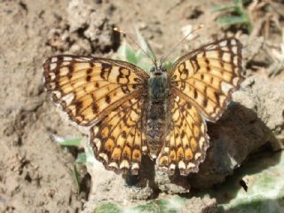 Benekli Byk parhan (Melitaea phoebe)