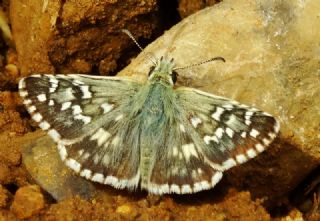Ege Zpzp (Pyrgus melotis)