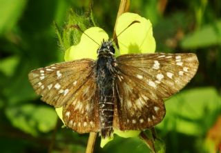 Sar Bandl Zpzp (Pyrgus sidae)