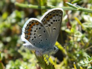 Gm Lekeli Esmergz (Plebejus argus)