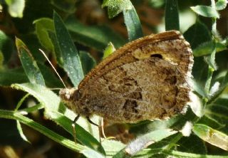 Seyit (Arethusana arethusa)