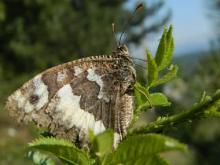 Kara Murat (Brintesia  circe)