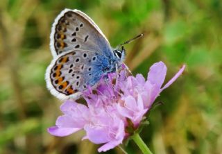 G�m�� Lekeli Esmerg�z&nbsp;(Plebejus&nbsp;argus)