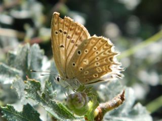 okgzl Dafnis (Polyommatus daphnis)