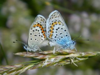 Gm Lekeli Esmergz (Plebejus argus)