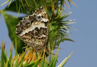 Kara Murat (Brintesia  circe)