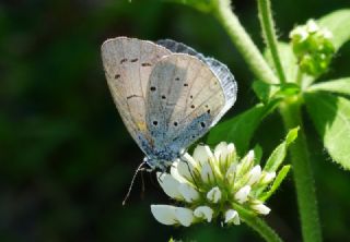 Kutsal Mavi (Celastrina argiolus)