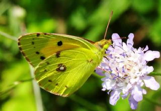 Sar Azamet (Colias croceus)