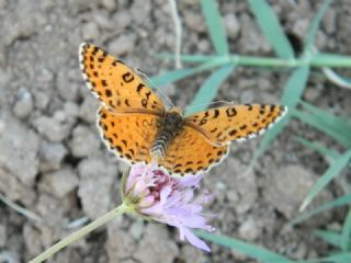 Gzel parhan (Melitaea trivia)