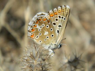 okgzl Gk Mavisi (Polyommatus bellargus)