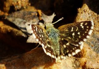 Kzl Zpzp (Spialia orbifer)