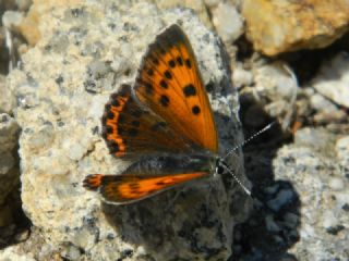 Ate Bakr Gzeli (Lycaena candens)