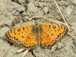 Gzel parhan (Melitaea trivia)