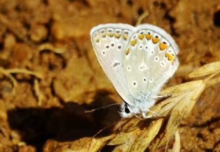 okgzl Meneke Mavisi (Polyommatus thersites)
