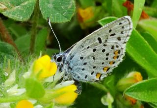 Himalaya Mavisi (Pseudophilotes vicrama)