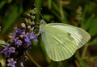 Byk Beyazmelek  (Pieris brassicae)