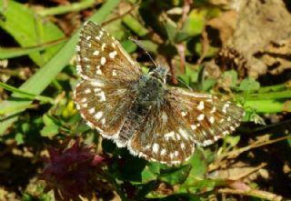 Ebegmeci Zpzp (Pyrgus malvae)