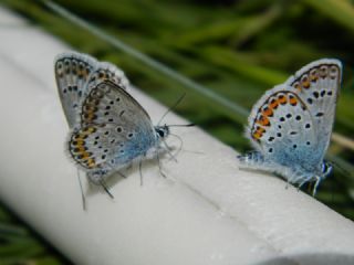 Gm Lekeli Esmergz (Plebejus argus)