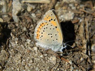 Ate Bakr Gzeli (Lycaena candens)