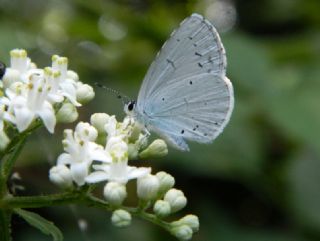 Kutsal Mavi (Celastrina argiolus)