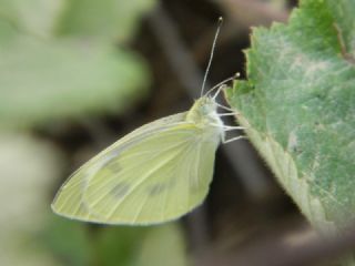 Byk Beyazmelek  (Pieris brassicae)