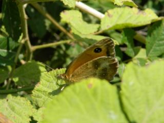 Pironiya (Pyronia tithonus)