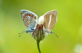 okgzl Meneke Mavisi (Polyommatus thersites)