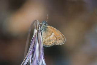 ran Zpzp Perisi (Coenonympha saadi)