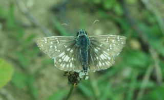 Tr almalar ([unknown genus] n/a)