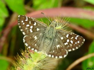 Ebegmeci Zpzp (Pyrgus malvae)