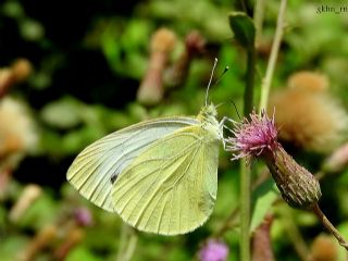 Yalanc Beyazmelek (Pieris pseudorapae)