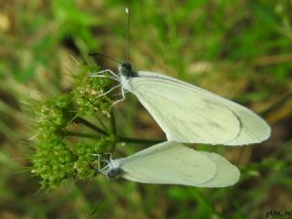 Narin Orman Beyaz (Leptidea sinapis)