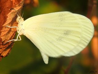 Narin Orman Beyaz (Leptidea sinapis)