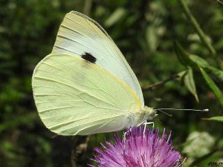 Byk Beyazmelek  (Pieris brassicae)