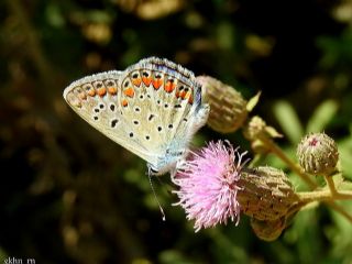 okgzl Mavi (Polyommatus icarus)