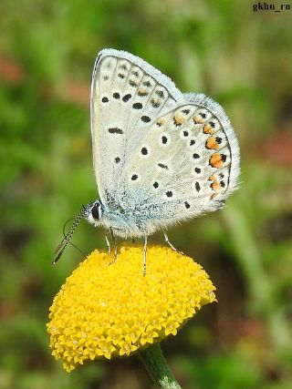 okgzl Mavi (Polyommatus icarus)