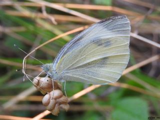 Kk Beyazmelek (Pieris rapae)