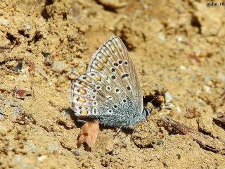 okgzl Mavi (Polyommatus icarus)