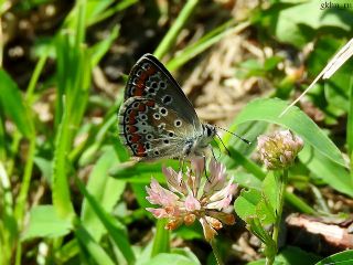 okgzl Esmer (Aricia agestis)