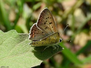 sli Bakr Gzeli (Lycaena tityrus)